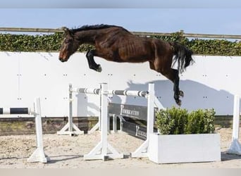 Zangersheide, Semental, 3 años, 170 cm, Castaño, in Waddinxveen,