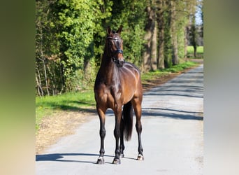 KWPN, Merrie, 3 Jaar, 167 cm, Donkerbruin, in Lienen