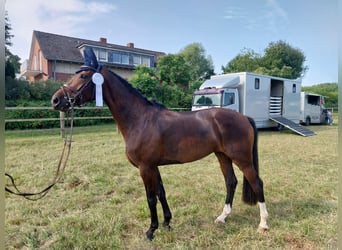 Mare 5 years Mare 5 years