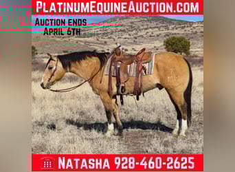 American Quarter Horse, Gelding, 10 years, 15 hh, Buckskin, in Camp Verde AZ,