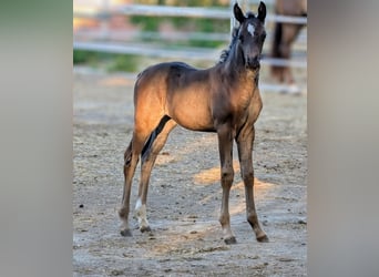 Hannoveraner, Stute, 1 Jahr, 164 cm, Dunkelbrauner, in Herren-Sulzbach
