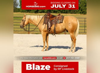 Quarter horse américain, Hongre, 7 Ans, 152 cm, Palomino, in Buffalo, MO,