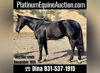 Quarter horse américain, Hongre, 10 Ans, 152 cm, Noir, in Paicines, CA,