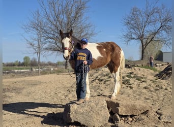 Mustang (american), Mare, 4 years, 14 hh, Pinto, in 00