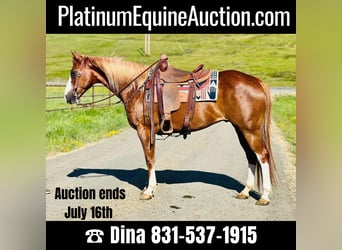 Quarter horse américain, Hongre, 9 Ans, 155 cm, Alezan brûlé, in Paso Robles, CA,