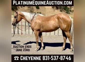 American Quarter Horse, Wallach, 11 Jahre, 150 cm, Palomino, in Bitterwater CA American Quarter Horse, Wallach, 11 Jahre, 150 cm, Palomino, in Bitterwater CA