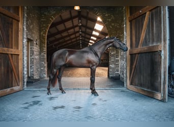 Stallion 3 years