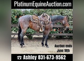 American Quarter Horse, Gelding, 6 years, 14 hh, Roan-Bay, in Paicines CA,