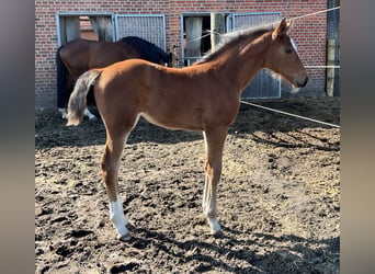 Holsteiner, Merrie, Veulen (04/2026), Bruin, in Beelen