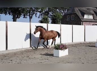 Koń holsztyński, Klacz, 13 lat, 167 cm, Gniada, in Waddinxveen