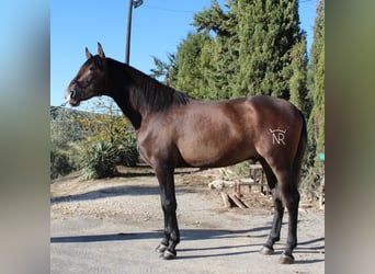 PRE Mix, Stallion, 5 years, 16.1 hh, Gray, in Malaga,