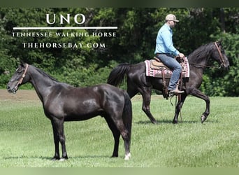 Tennessee Walking Horse, Wallach, 11 Jahre, Rappe, in Parkers Lake, KY
