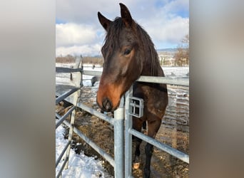 Schweizer Warmblut, Wallach, 3 Jahre, Dunkelbrauner, in Eich