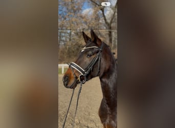 Oldenburger, Stute, 4 Jahre, 165 cm, Dunkelbrauner, in ZSÁMBÉK