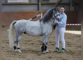 Welsh A (Mountain Pony), Stallion, 8 years, Gray, in Süderlügum,