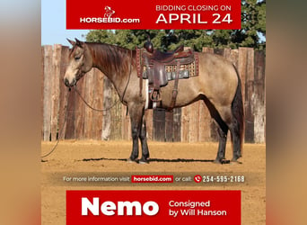 American Quarter Horse, Gelding, 7 years, 15 hh, Buckskin, in Stephenville, TX,