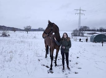 Suche Reitbeteiligung 