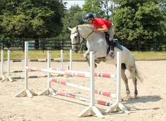 Mare 13 years