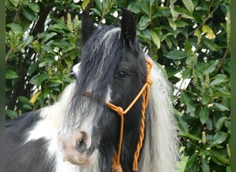 Tinker, Merrie, 8 Jaar, 129 cm, Gevlekt-paard, in Lathen,