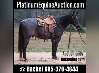 Quarter horse américain, Hongre, 13 Ans, 150 cm, Roan-Bay, in Rusk TX,