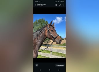 Stallion 1 year