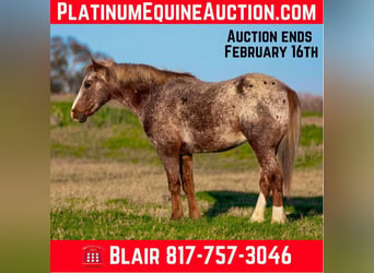 American Quarter Horse, Wallach, 5 Jahre, 140 cm, Roan-Red, in Weatherford TX,