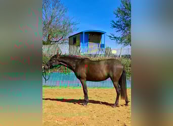 PRE Croisé, Jument, 2 Ans, 154 cm, Noir, in DUFFORT