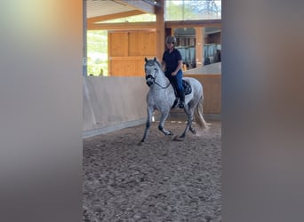 PRE, Ogier, 5 lat, 163 cm, Siwa, in Steinebach,