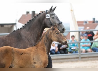 Trakehner, Stallion, 1 year, Bay-Dark, in Niederneisen,