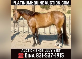 American Quarter Horse, Ruin, 7 Jaar, 147 cm, Buckskin, in Paicines CA,