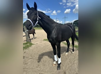 Stallion 2 years