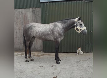 Connemara, Hongre, 4 Ans, Gris, in Sligo
