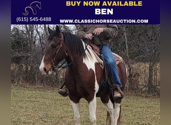 Spotted Saddle Horse, Hongre, 8 Ans, 152 cm, Bai cerise, in Mc Kee, KY,
