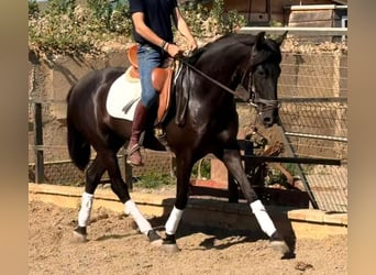 Andaluces, Caballo castrado, 3 años, 156 cm, Castaño oscuro, in Sevilla
