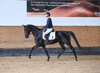 German Sport Horse, Mare, 4 years, 16.2 hh, Black, in München,