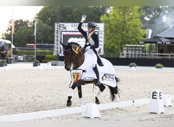 Lusitano, Hengst, 11 Jaar, 165 cm, Bruin, in Melle