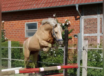 Gelding 3 years