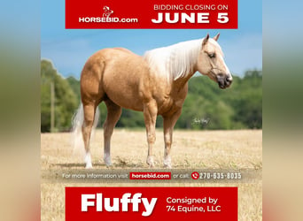 Quarter horse américain, Hongre, 9 Ans, 152 cm, Palomino, in Madisonville, KY,