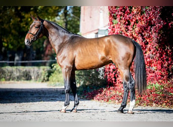 Belgisches Warmblut, Hengst, 2 Jahre, 168 cm, Brauner, in Poznań,