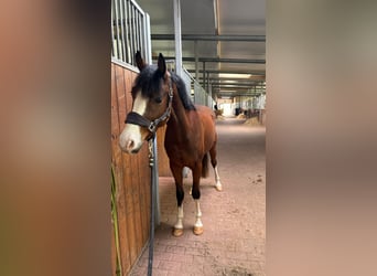 Wallach 4 Jahre