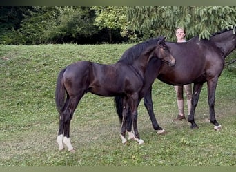 Hengst 