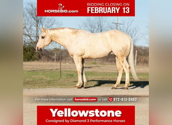 Quarter horse américain, Hongre, 11 Ans, Palomino, in Ravenna, TX,