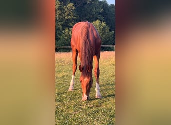Hengst 1 Jahr