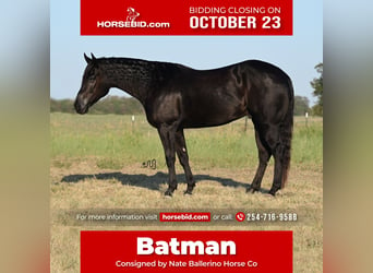 Quarter horse américain, Hongre, 5 Ans, 150 cm, Noir, in Waco,