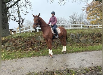 Oldenburg, Castrone, 5 Anni, 174 cm, Sauro, in Leinfelden-Echterdingen