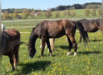 Wallach 4 Jahre