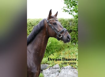 German Sport Horse, Gelding, 4 years, 16,1 hh, Smoky-Black, in Oberstadion,