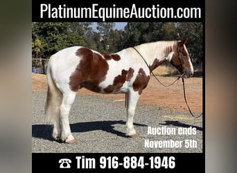 Quarter horse américain, Hongre, 11 Ans, 160 cm, Tobiano-toutes couleurs, in Lincoln CA,
