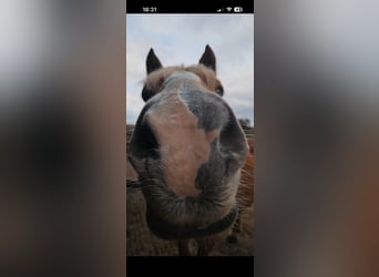 Suche Pferd zur Verfügung steht 