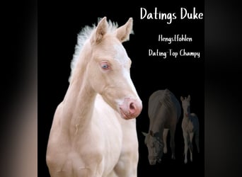 Pony tedesco, Stallone, Puledri (04/2026), 148 cm, Cremello, in Vreden